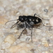 Consenta's Tiger Beetle - Photo (c) Seth Wollney, some rights reserved (CC BY), uploaded by Seth Wollney