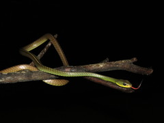 Chironius multiventris