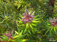 Podocarpus nubigenus
