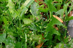 Capsella bursa-pastoris