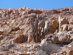 Eulychnia taltalensis