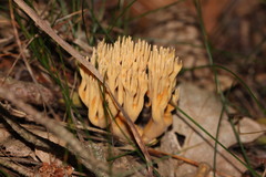 Phaeoclavulina eumorpha
