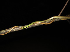 Chironius multiventris