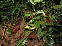 Chironius multiventris