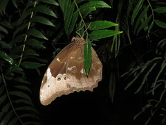Morpho menelaus