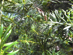 Podocarpus nubigenus