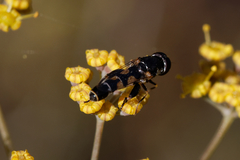Syritta pipiens