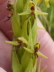 Habenaria pseudociliosa