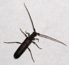 Trichopsathyrus modestus