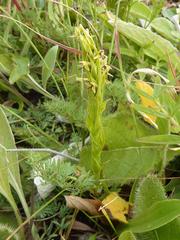Habenaria pseudociliosa