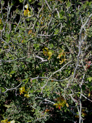 Parkinsonia texana texana