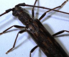 Trichopsathyrus modestus