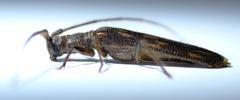 Trichopsathyrus modestus