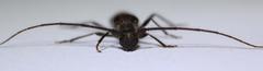 Trichopsathyrus modestus