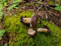 Lactarius kauffmanii