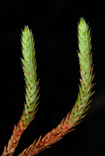 Селагинелла наскальная
