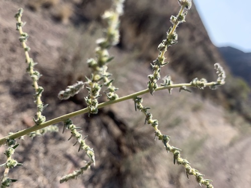 fivehorn smotherweed (Bassia hyssopifolia)