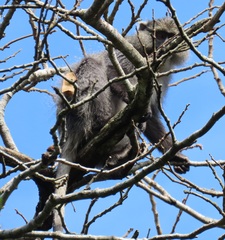 Cercopithecus mitis labiatus