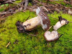 Lactarius kauffmanii
