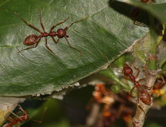 Oecophylla longinoda