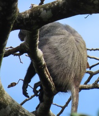Cercopithecus mitis labiatus