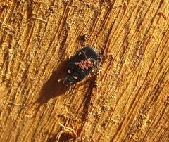 Hololepta