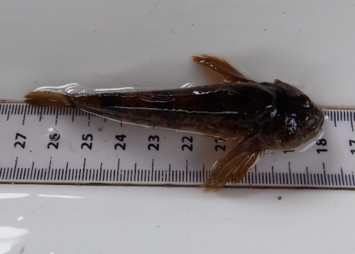 Chabot Bullhead