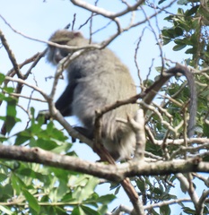 Cercopithecus mitis labiatus