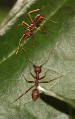 Oecophylla longinoda