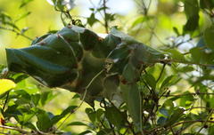 Oecophylla longinoda