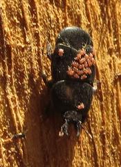 Hololepta