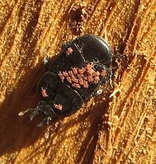 Hololepta