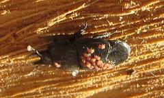 Hololepta