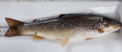 Salmo trutta