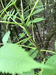 Sorbaria tomentosa