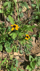 Sanvitalia procumbens