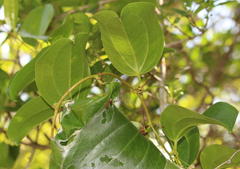 Smilax anceps