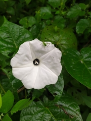 Ipomoea scopulorum