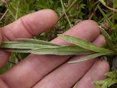 Helichrysum cephaloideum