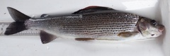 Thymallus thymallus