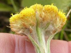 Helichrysum cephaloideum
