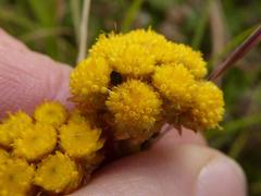 Helichrysum cephaloideum