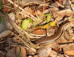 Trachylepis depressa