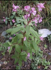 Impatiens glandulifera