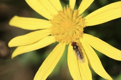 Platycheirus trichopus