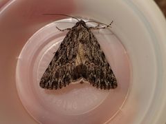 Sympistis poliochroa