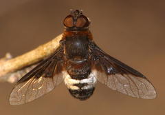 Exoprosopa dimidiata