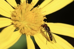 Platycheirus trichopus