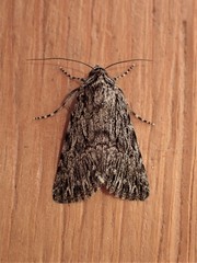 Sympistis poliochroa