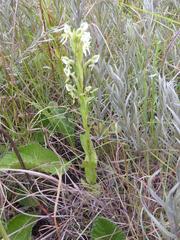 Habenaria barbertoni